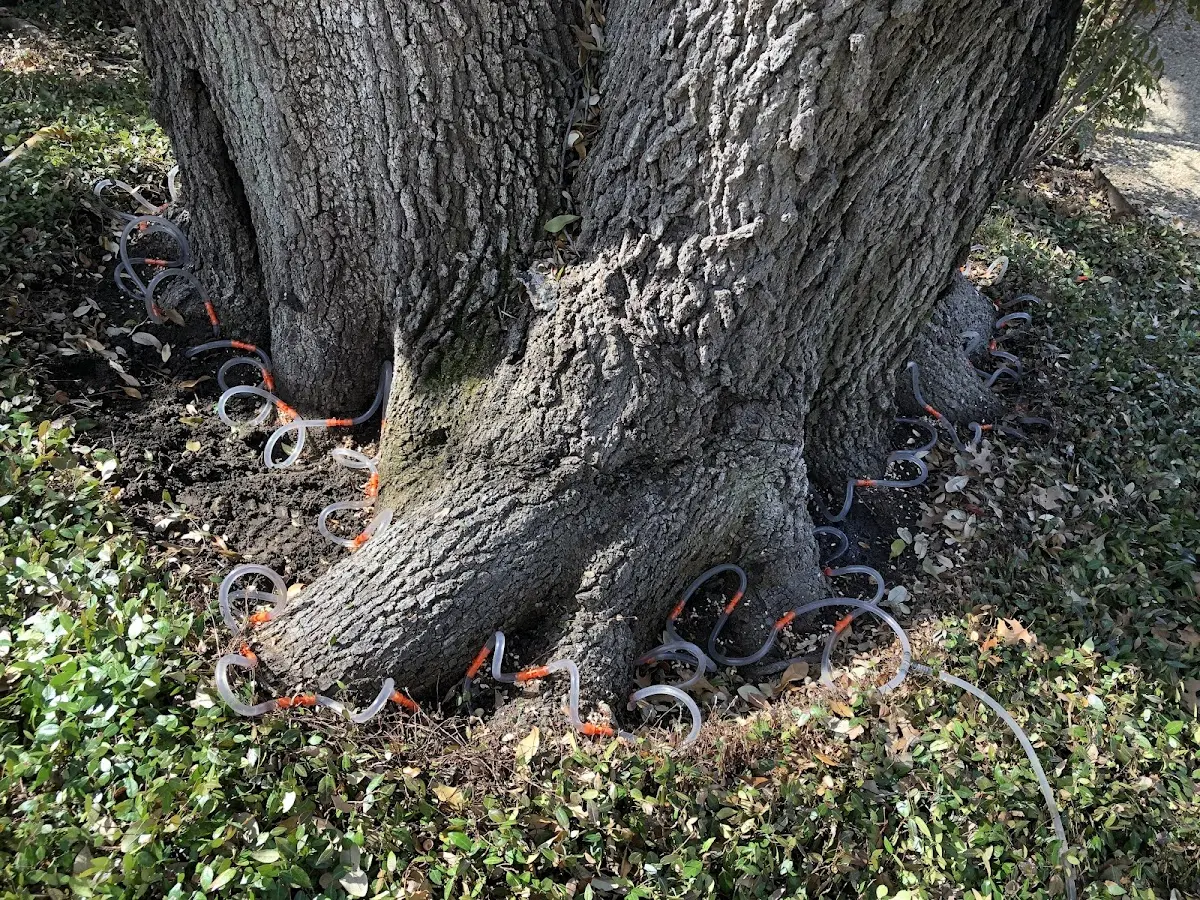 Detailed Tree Cabling and Bracing job site in Bowers